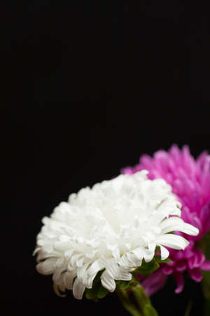 Beautiful fresh chrysanthemum on black backgroundの写真素材