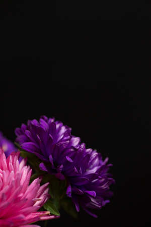 Beautiful fresh chrysanthemum on black backgroundの写真素材