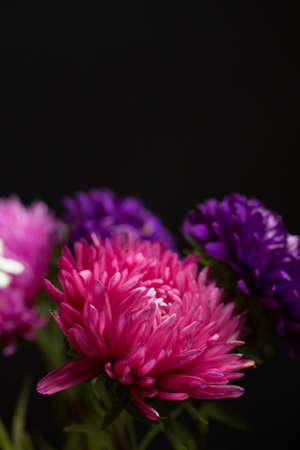 Beautiful fresh chrysanthemum on black backgroundの写真素材