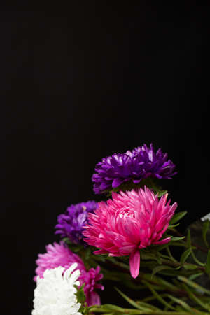 Beautiful fresh chrysanthemum on black backgroundの写真素材