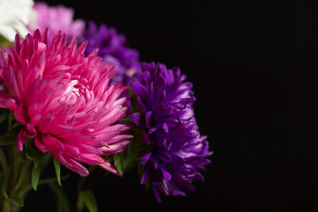 Beautiful fresh chrysanthemum on black backgroundの写真素材