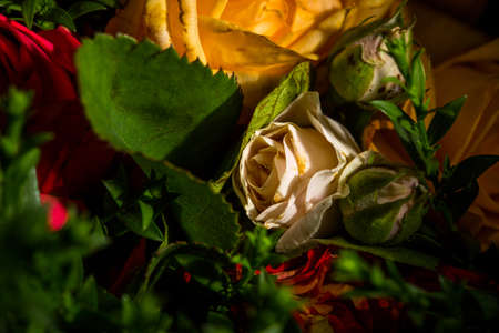 Bouquet of roses of different colors closeの写真素材