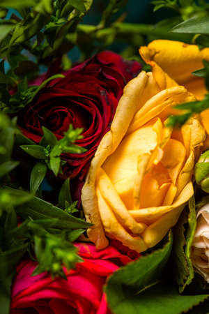 Bouquet of roses of different colors closeの写真素材