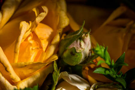 Bouquet of roses of different colors closeの写真素材