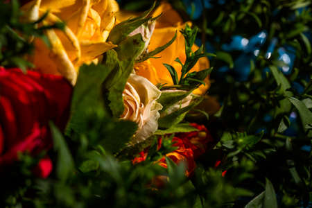 Bouquet of roses of different colors closeの写真素材