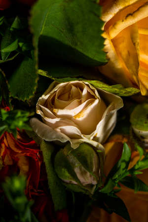 Bouquet of roses of different colors closeの写真素材