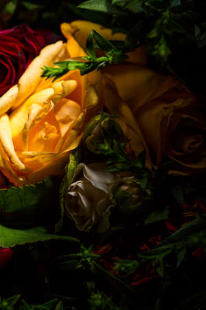 Bouquet of roses of different colors closeの写真素材
