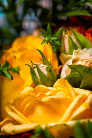 Bouquet of roses of different colors closeの写真素材