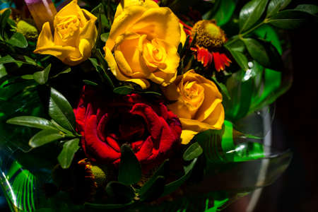 Bouquet of roses of different colors closeの写真素材
