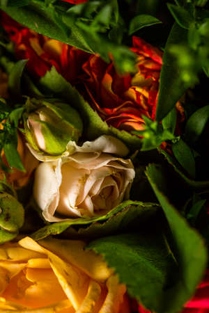 Bouquet of roses of different colors closeの写真素材