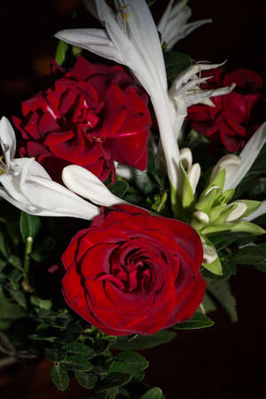 Beautiful lush red rose close, black backgroundの写真素材