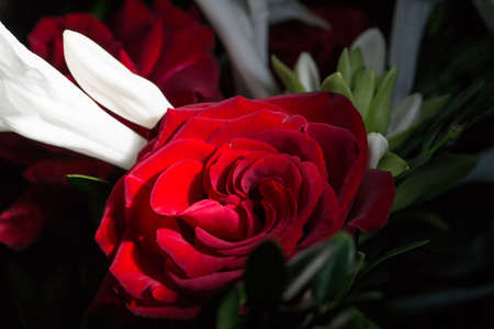 Beautiful lush red rose close, black backgroundの写真素材