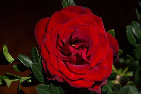 Beautiful lush red rose close, black backgroundの写真素材