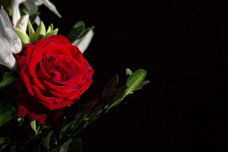 Beautiful lush red rose close, black backgroundの写真素材