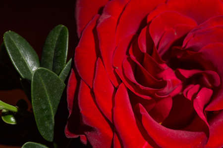 Beautiful lush red rose close, black backgroundの写真素材
