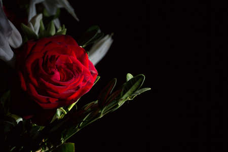 Beautiful lush red rose close, black backgroundの写真素材