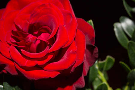 Beautiful lush red rose close, black backgroundの写真素材