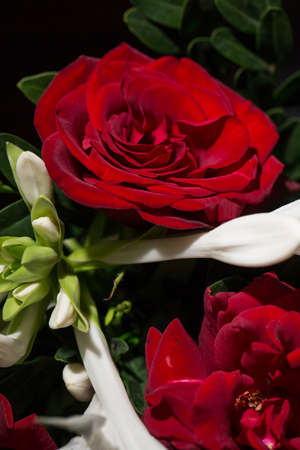 Beautiful lush red rose close, black backgroundの写真素材