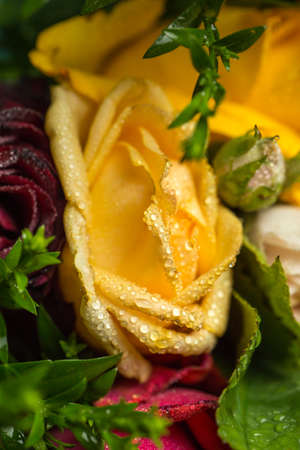 Roses of different colors and dew on themの写真素材