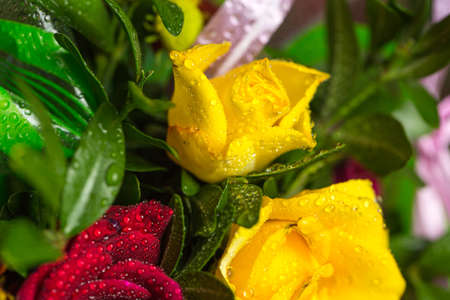 Roses of different colors and dew on themの写真素材