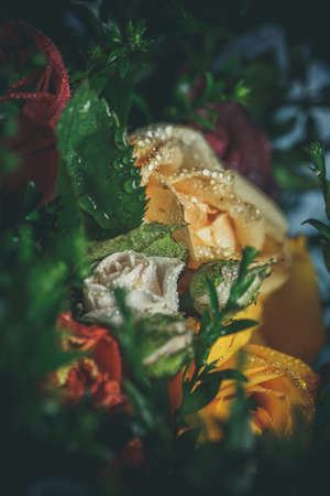 Roses of different colors and dew on themの写真素材