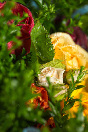Roses of different colors and dew on themの写真素材