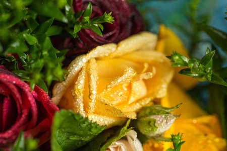Roses of different colors and dew on themの写真素材