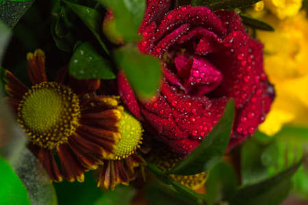 Roses of different colors and dew on themの写真素材
