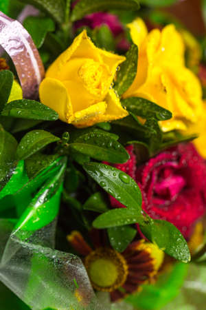 Roses of different colors and dew on themの写真素材
