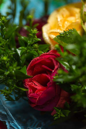 Roses of different colors and dew on themの写真素材