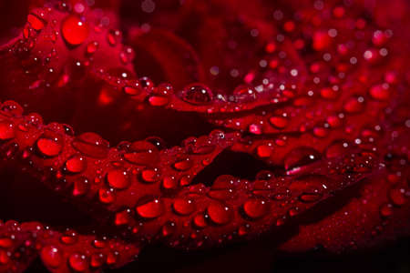 Beautiful red romantic rose with dew drops on black backgroundの写真素材