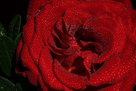 Beautiful red romantic rose with dew drops on black backgroundの写真素材