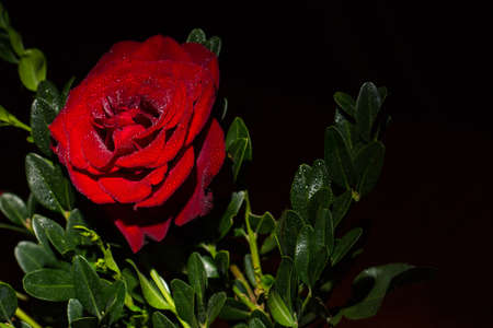 Beautiful red romantic rose with dew drops on black backgroundの写真素材