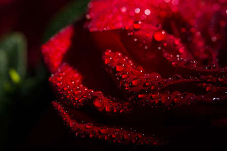 Beautiful red romantic rose with dew drops on black backgroundの写真素材