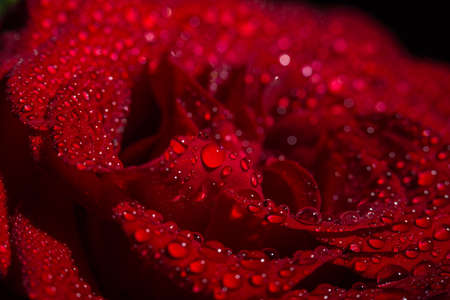 Beautiful red romantic rose with dew drops on black backgroundの写真素材