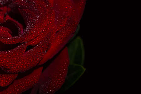 Beautiful red romantic rose with dew drops on black backgroundの写真素材