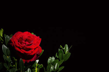 Beautiful red romantic rose with dew drops on black backgroundの写真素材