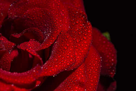 Beautiful red romantic rose with dew drops on black backgroundの写真素材