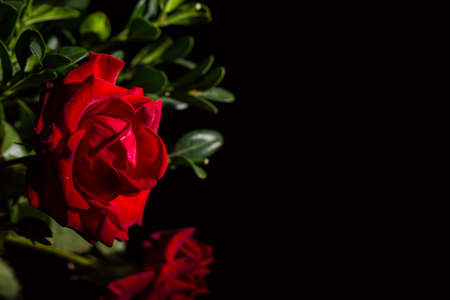 Beautiful red romantic rose with dew drops on black backgroundの写真素材