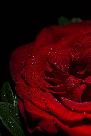 Beautiful red romantic rose with dew drops on black backgroundの写真素材