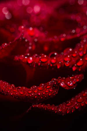Beautiful red romantic rose with dew drops on black backgroundの写真素材
