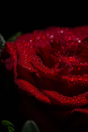 Beautiful red romantic rose with dew drops on black backgroundの写真素材