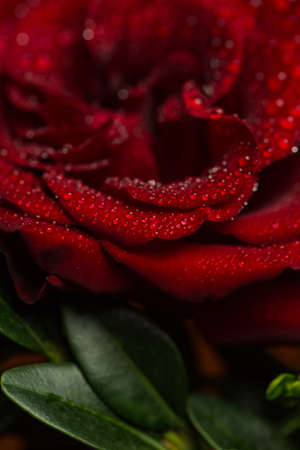 Beautiful red romantic rose with dew drops on black backgroundの写真素材