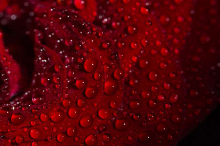 Beautiful red romantic rose with dew drops on black background