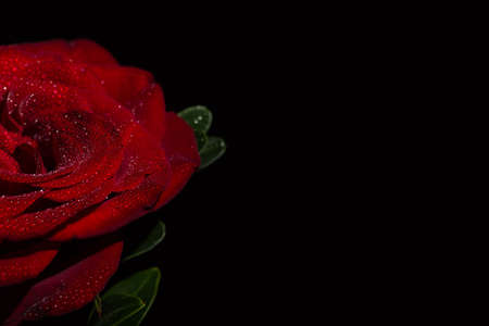 Beautiful red romantic rose with dew drops on black backgroundの写真素材