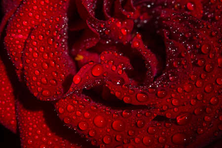 Beautiful red romantic rose with dew drops on black backgroundの写真素材