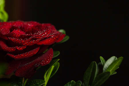 Beautiful red romantic rose with dew drops on black backgroundの写真素材