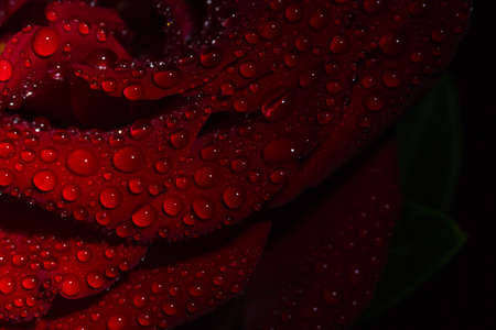 Beautiful red romantic rose with dew drops on black backgroundの写真素材