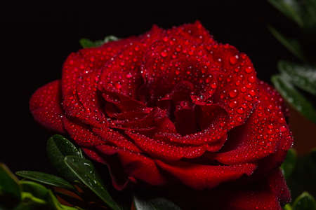 Beautiful red romantic rose with dew drops on black backgroundの写真素材