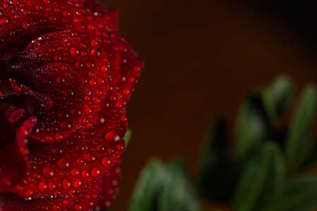Beautiful red romantic rose with dew drops on black backgroundの写真素材